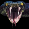 Cobra